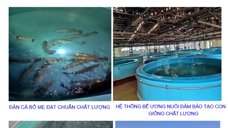 Thông