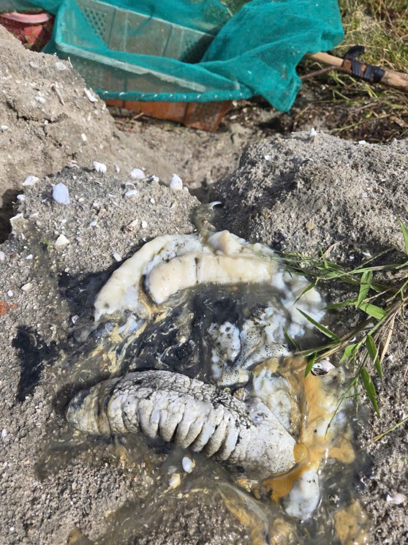 Kiểm tra, đánh giá thiệt hại của các mô hình thuộc đề tài/dự án Khoa học và Công nghệ triển khai tại tỉnh Đắk Lắk và Khánh Hoà bị ảnh hưởng do đợt lũ lụt