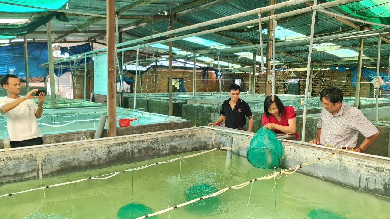 NGHIỆM THU SẢN PHẨM TẠI THỰC ĐỊA CỦA DỰ ÁN SXTN “HOÀN THIỆN QUY TRÌNH KỸ THUẬT SẢN XUẤT GIỐNG VÀ NUÔI THƯƠNG PHẨM ĐIỆP SEO COMPTOPALLIUM RADULA (LINNAEUS, 1758)”